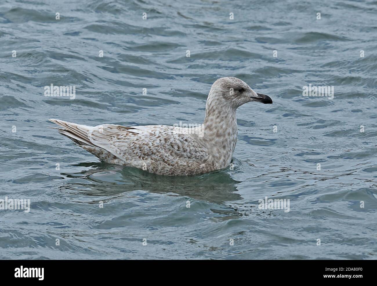 Glaucous-winged Gull (Larus glaucescens) first winter swimming in harbour  Choshi, Chiba Prefecture, Japan       February Stock Photo