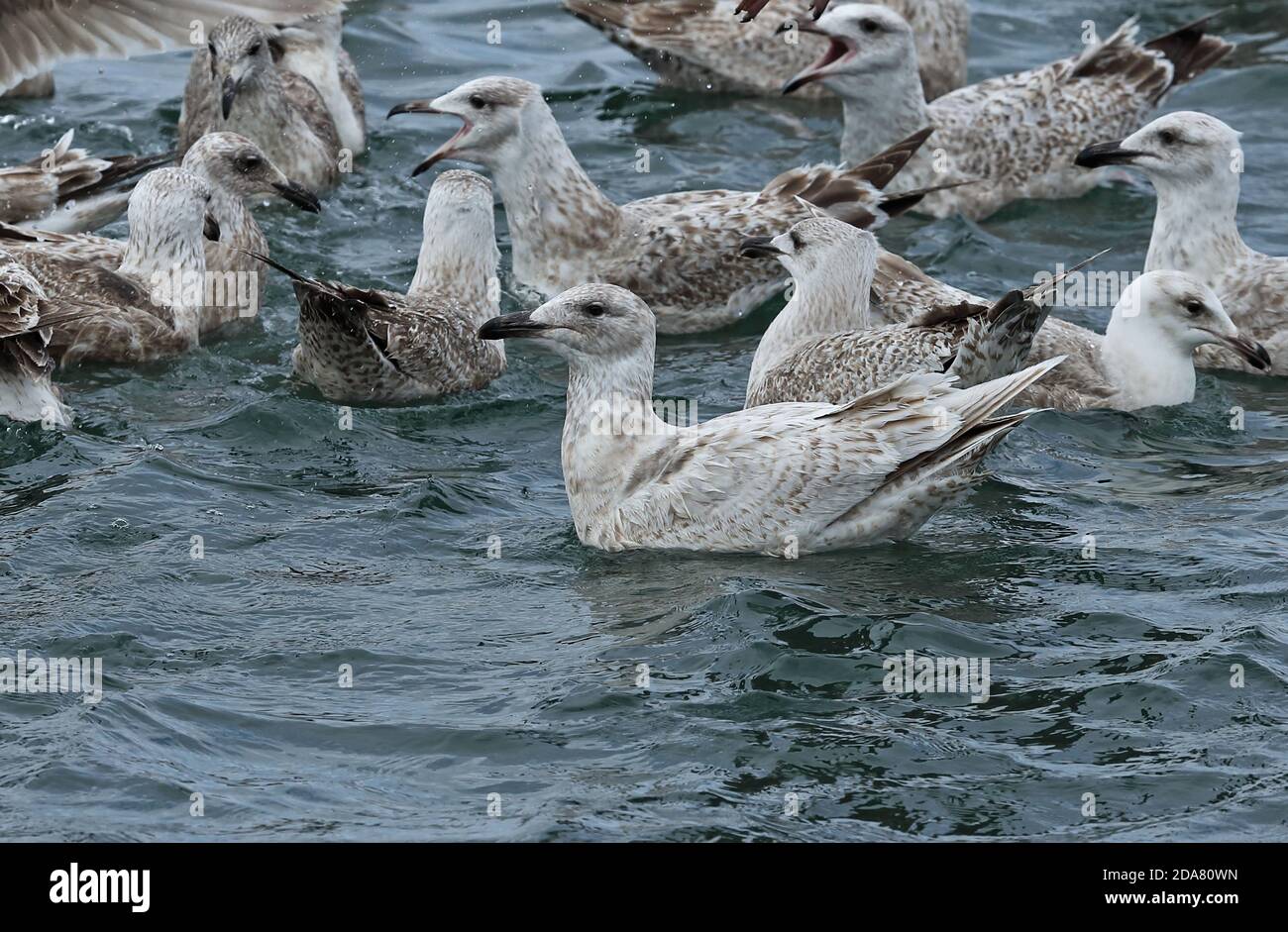 Glaucous-winged Gull (Larus glaucescens) first winter swimming in harbour with first winter Slaty-backed Gulls (Larus schistisagus)  Choshi, Chiba Pre Stock Photo