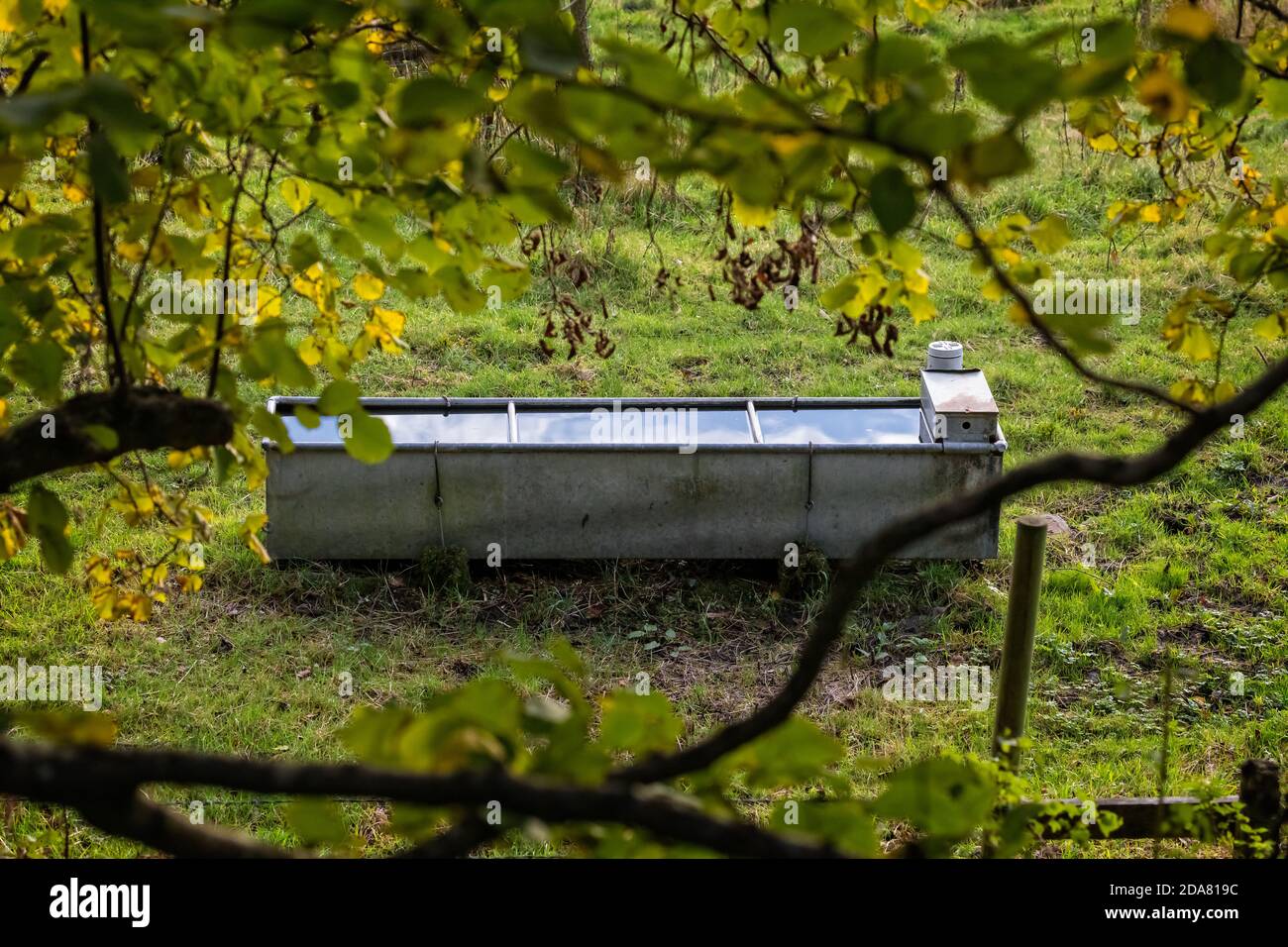 Zinc cattle trough full of water in field framed by trees Stock Photo