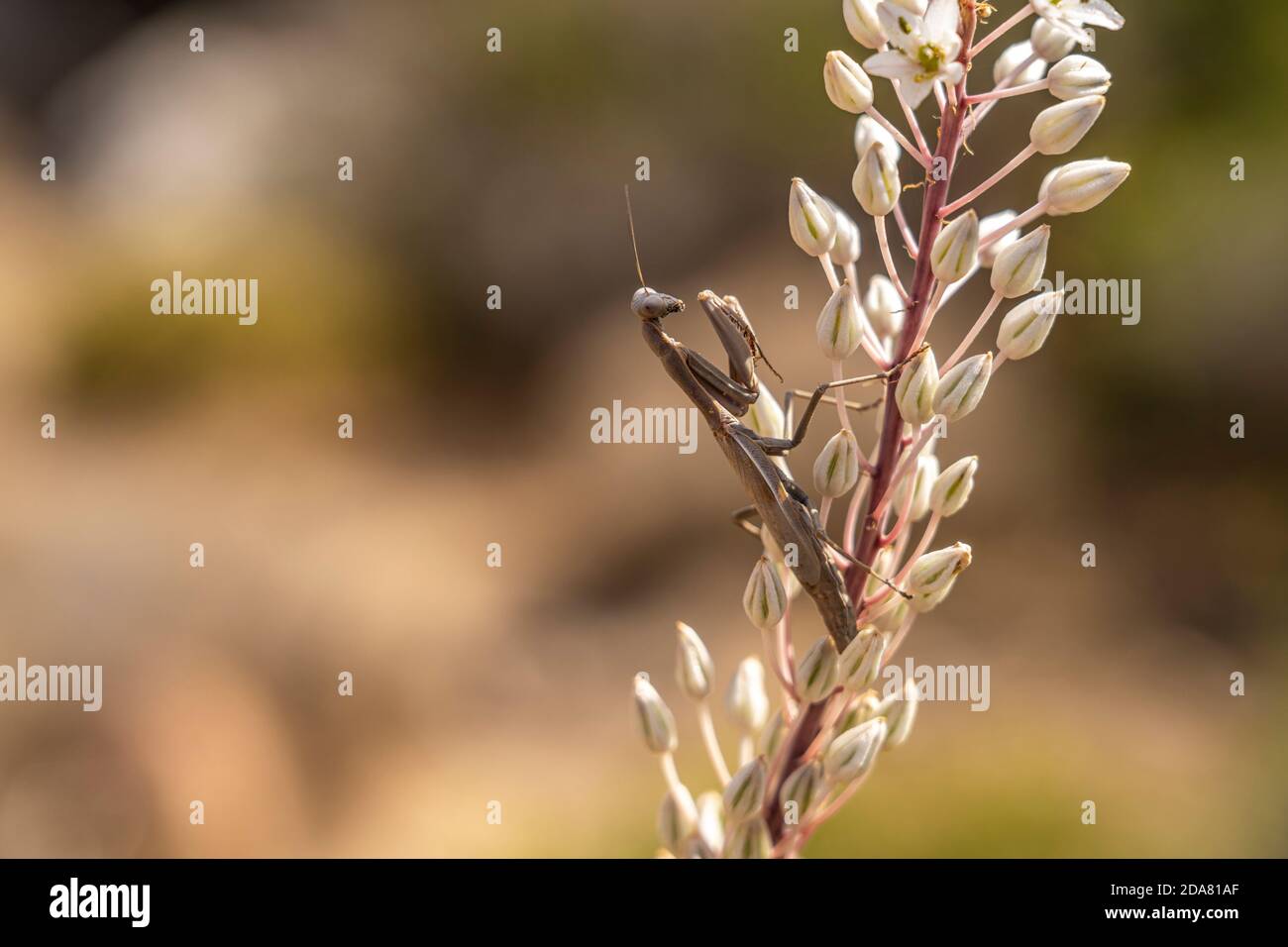 Europäische Gottesanbeterin auf  Weißer Meerzwiebel, Preveli, Kreta, Griechenland, Europa   |  European mantis on a White Drimia maritima blossom, Pre Stock Photo