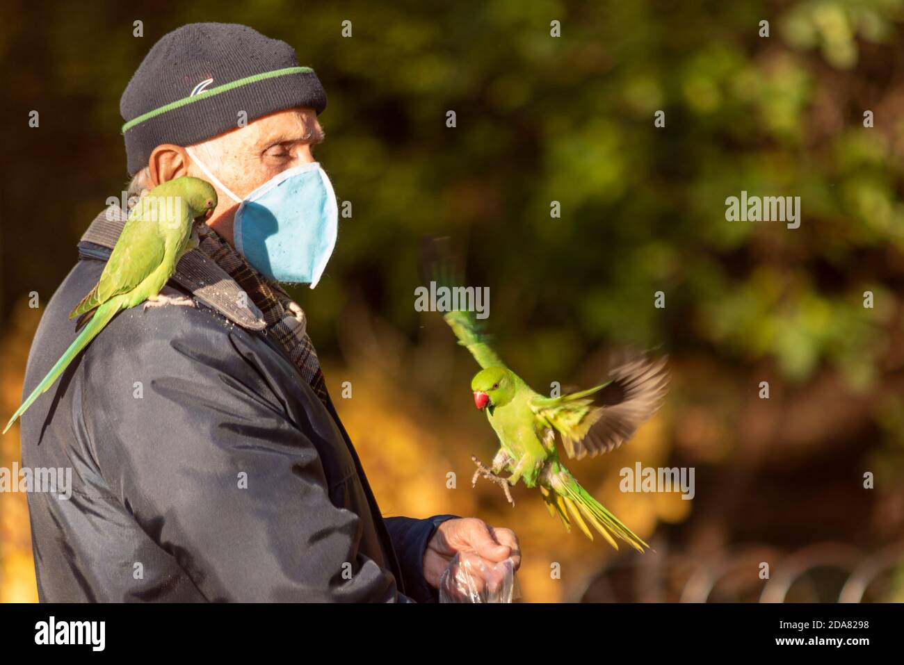 Senior male feeding Green Feral Parakeets in a London park during COVID