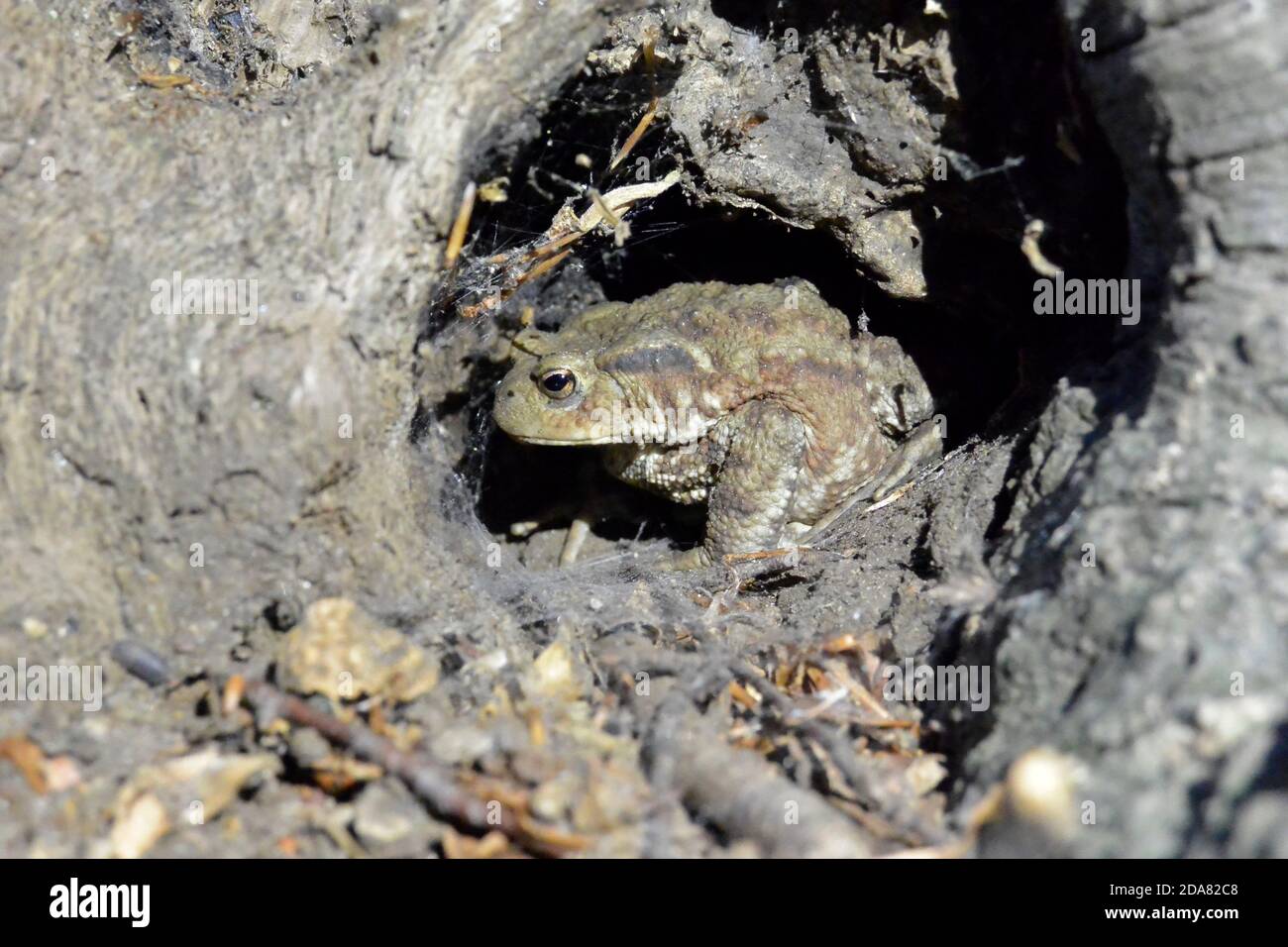 Common toad hiding in a tree stump Stock Photo