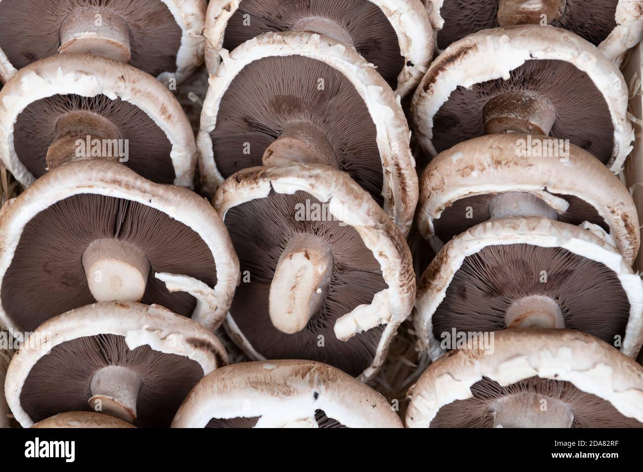 Large flat mushrooms hires stock photography and images Alamy