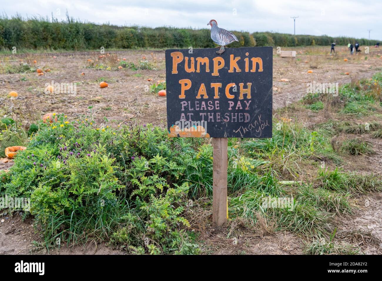A pumpkin. patch sign at a pumpjin farm in Hertfordshire UK Stock Photo