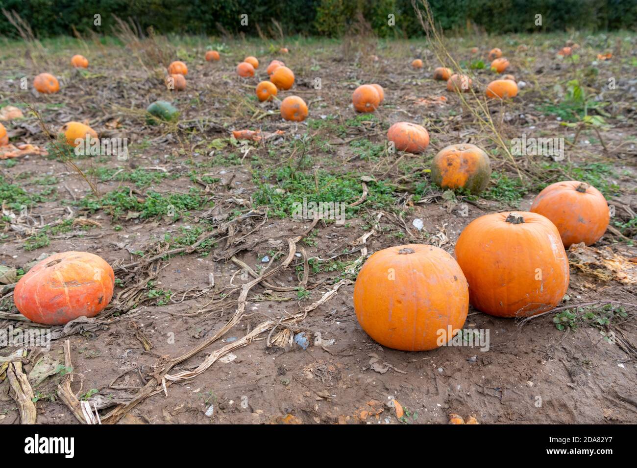 A field of pumpkins growing a ready for picking in autumn UK Stock Photo