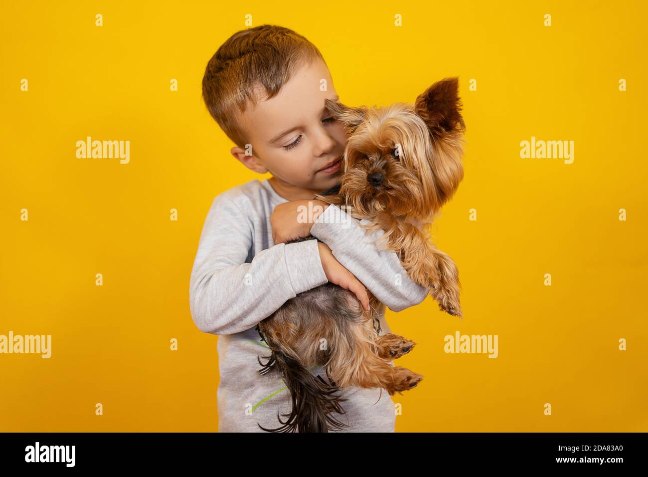 Little boy with dog Yorkshire terrier on a yellow background Stock