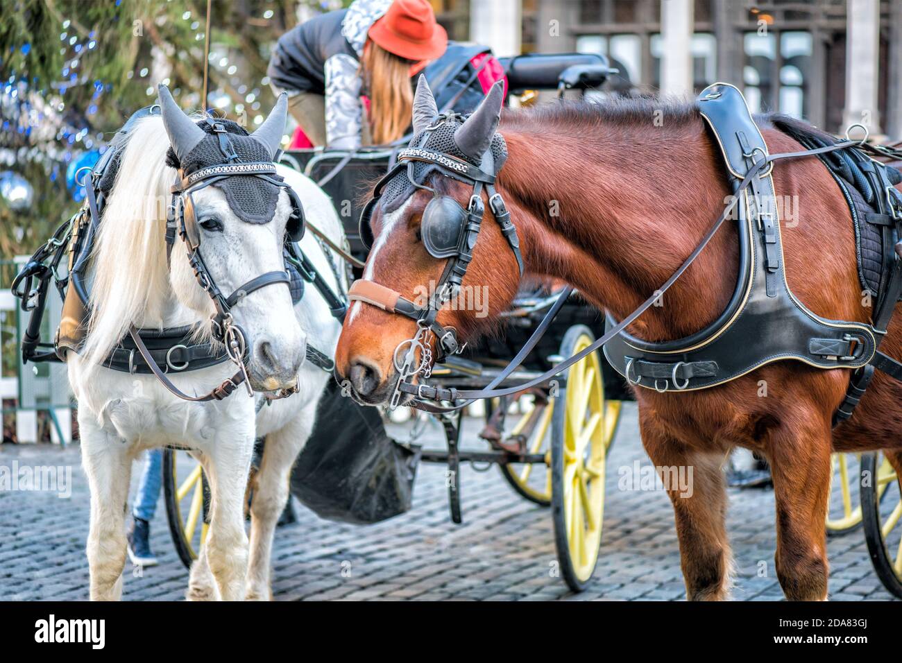 pair of horses in a walking team on a city street Stock Photo