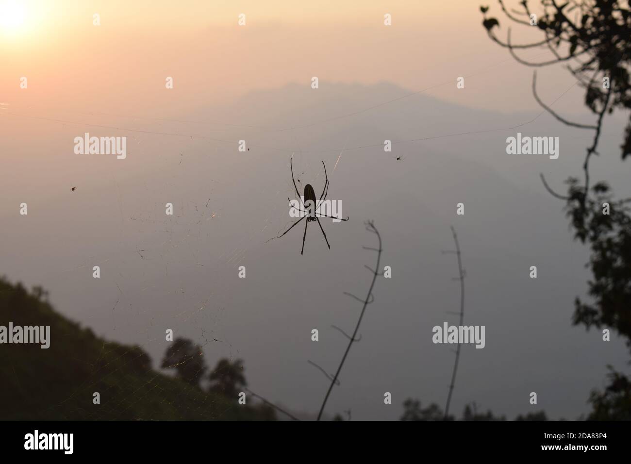 Spider on the web against autumn sunset, Isolated spider silhouette ...