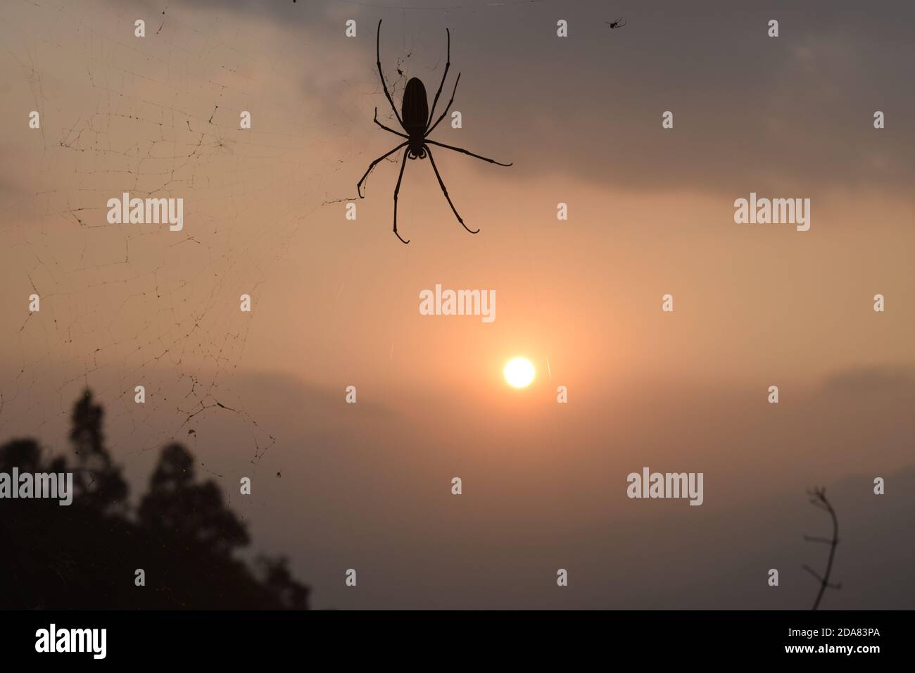 Isolated spider silhouette with sunset background Stock Photo - Alamy
