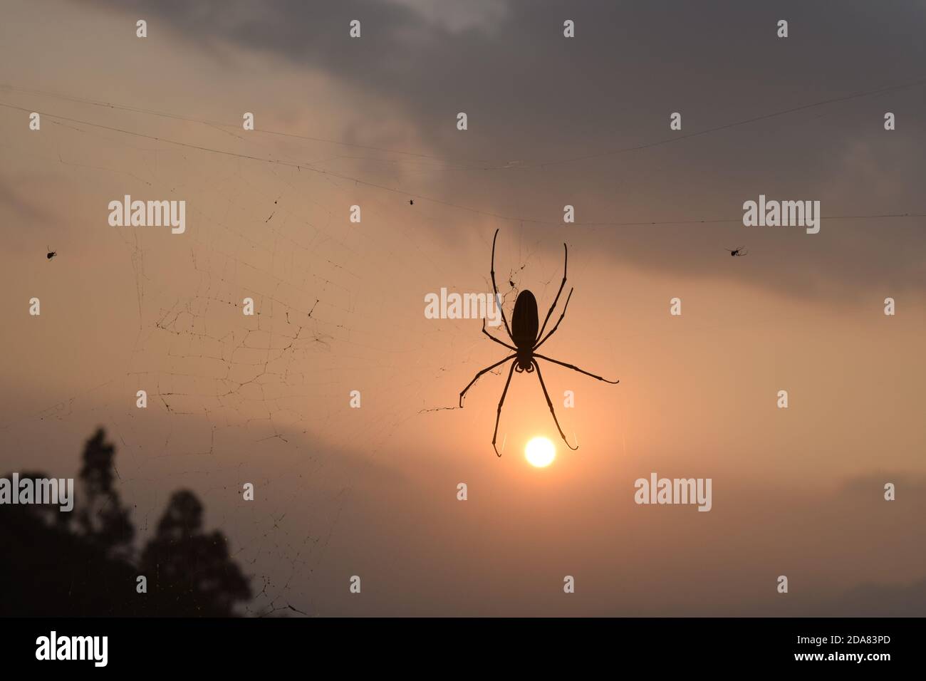 Isolated spider silhouette with sunset background Stock Photo - Alamy