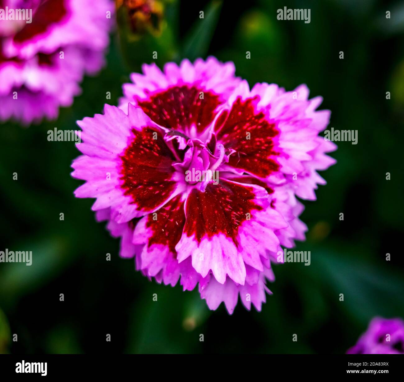 Pink Kisses High Resolution Stock Photography And Images Alamy