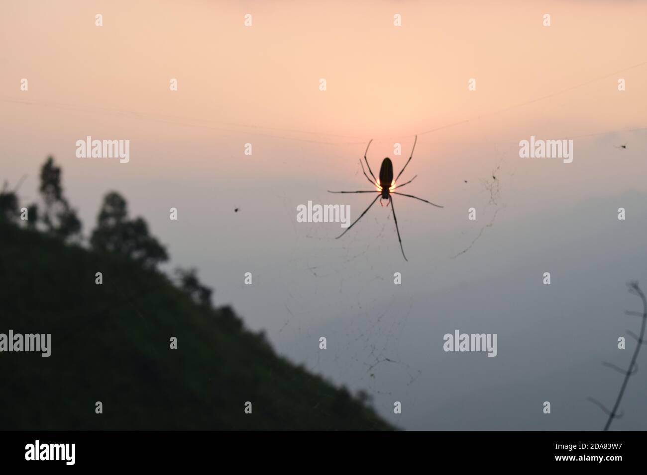 Isolated spider silhouette with sunset background Stock Photo - Alamy