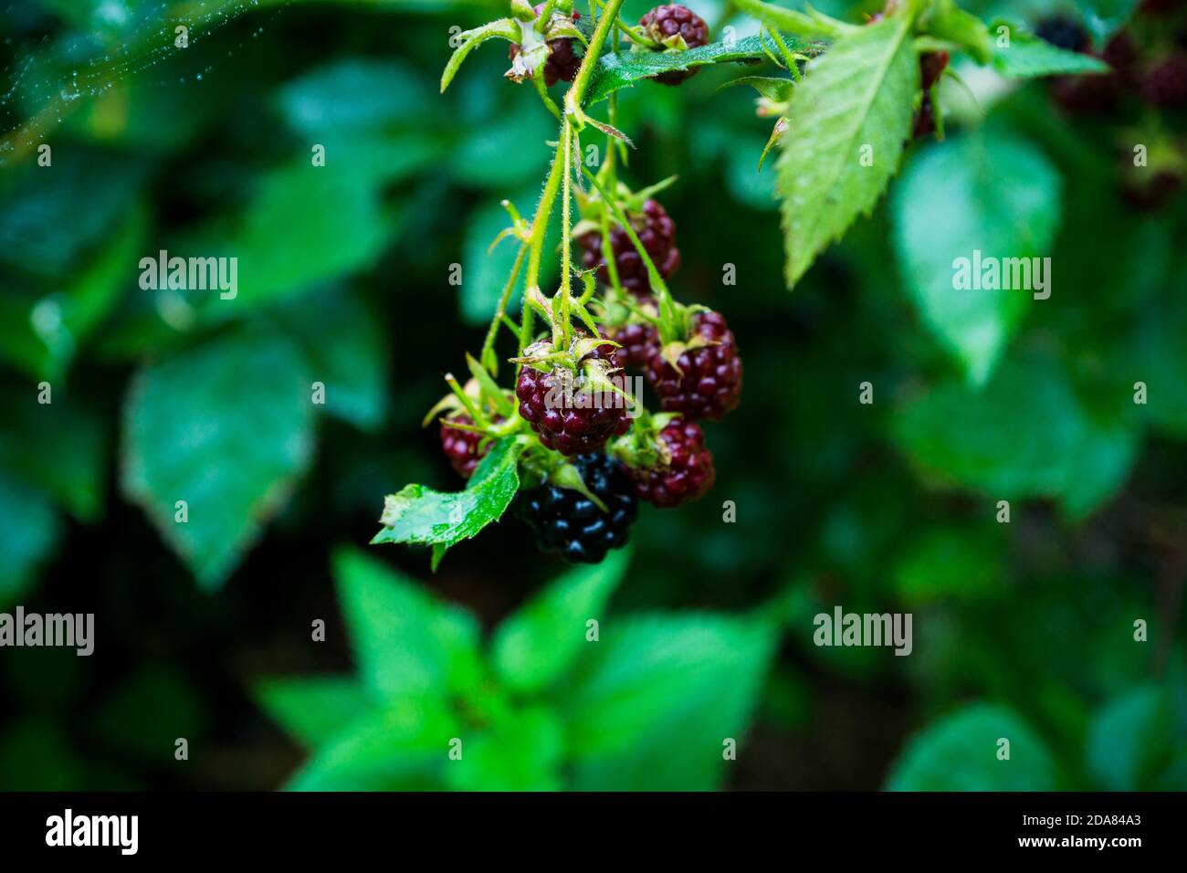 Under Ripe Blackerry Ripe and unripe blackberries on bush. Selective focus. Shallow depth of ...