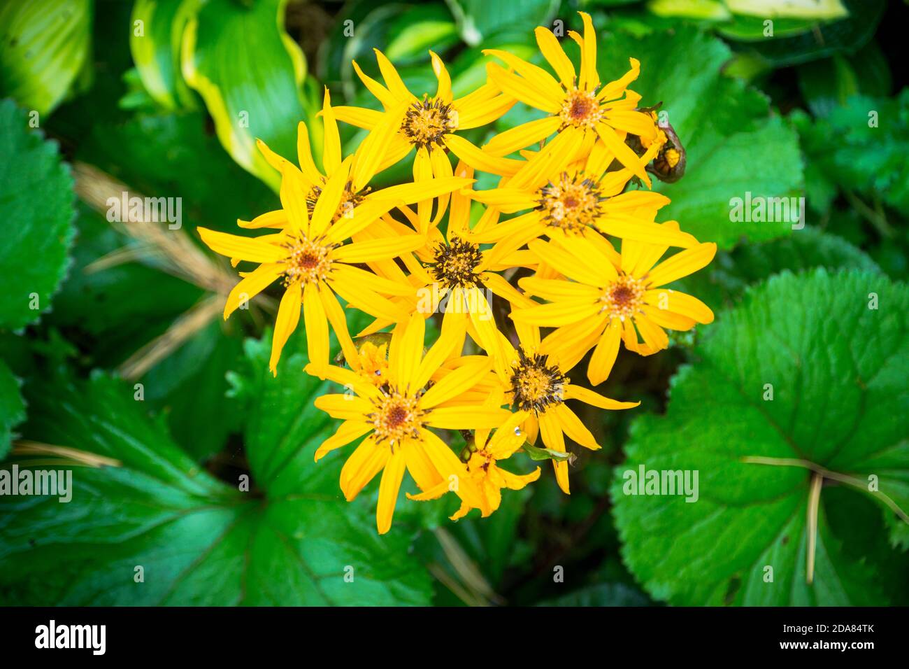 Flower Ligularia dentata orthello. Shallow depth of field. Stock Photo