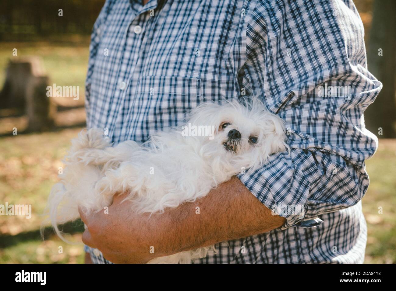 A Maltese dog, in its daddy’s arms. Stock Photo