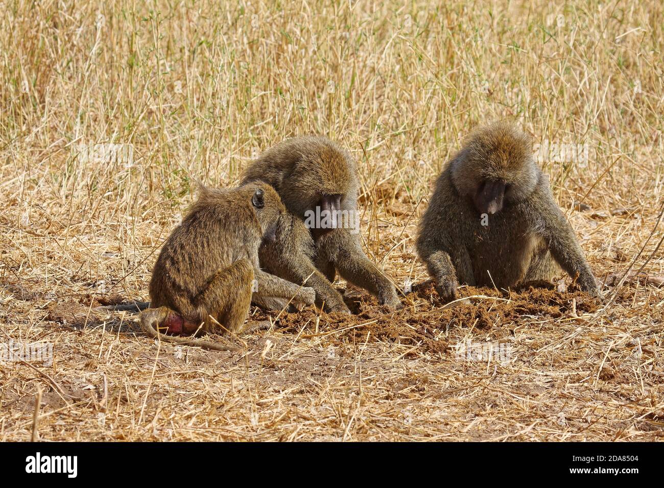 3 Olive baboons; sitting, Papiocynocephalus anubis; Old World Monkey; primate; wildlife, nature, Tarangire National Park; Tanzania; Africa Stock Photo