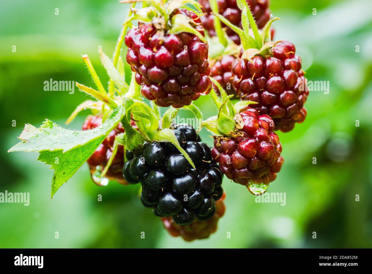 Under Ripe Blackerry Ripe and unripe blackberries on bush. Selective focus. Shallow depth of ...