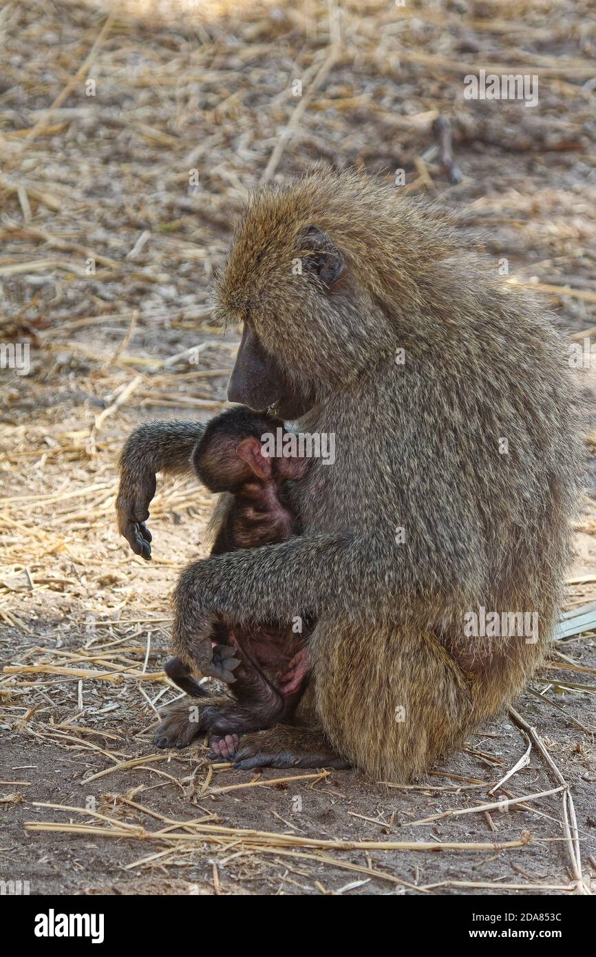 2 Olive baboons, mother cuddling baby, caring, protecting, Papiocynocephalus anubis, Old World Monkeys, primates, wildlife, animals, Tarangire Nation Stock Photo