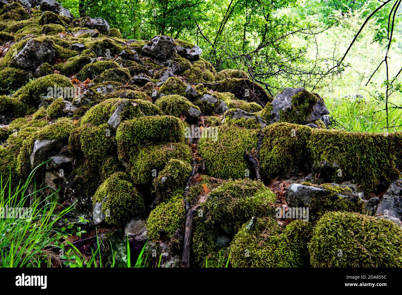 Big stones covered with green moss on the road to Solotnik fort, on Tara mountain. Stock Photo