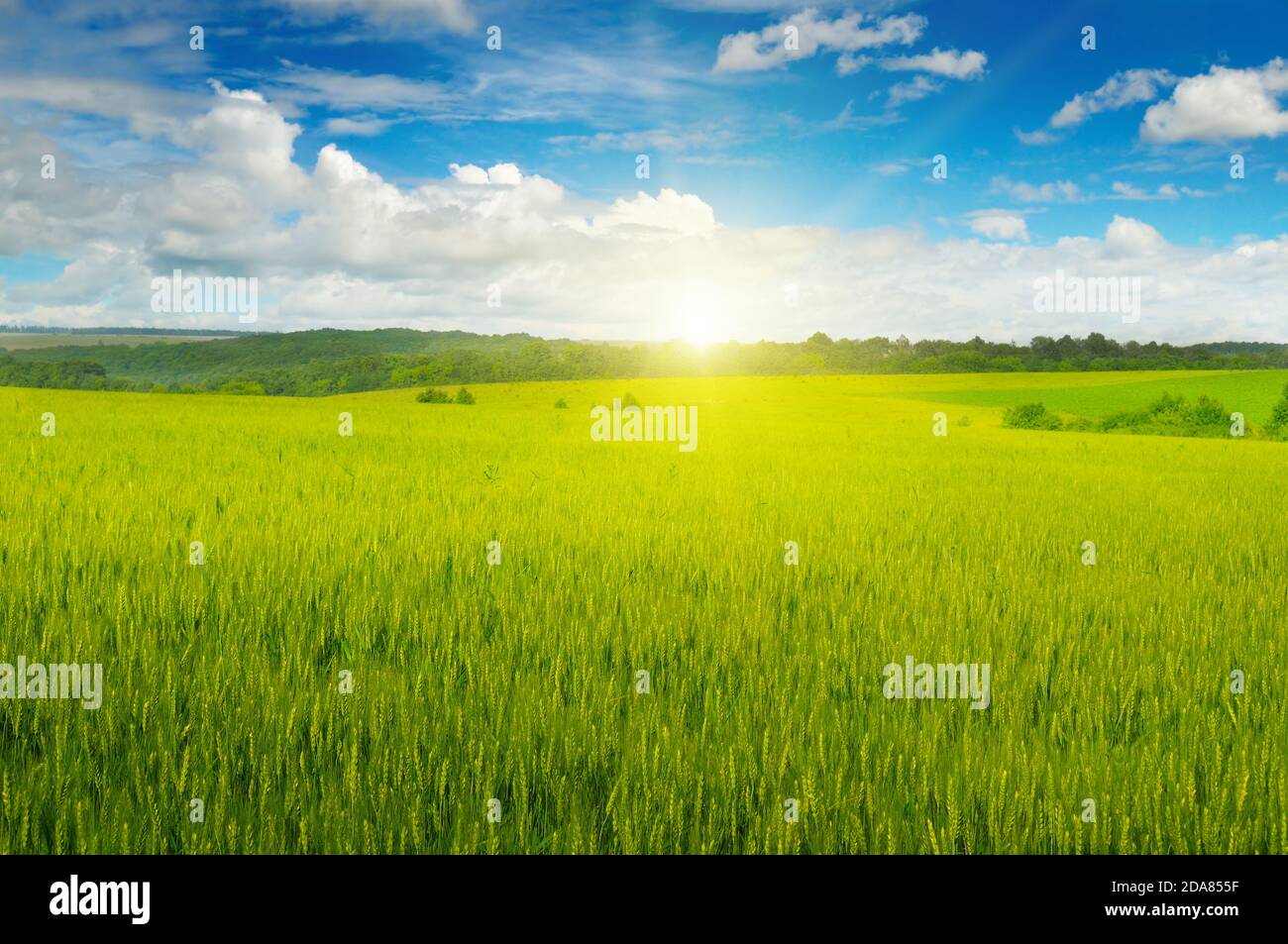Green field and sun rise in the blue sky. Agricultural landscape Stock ...