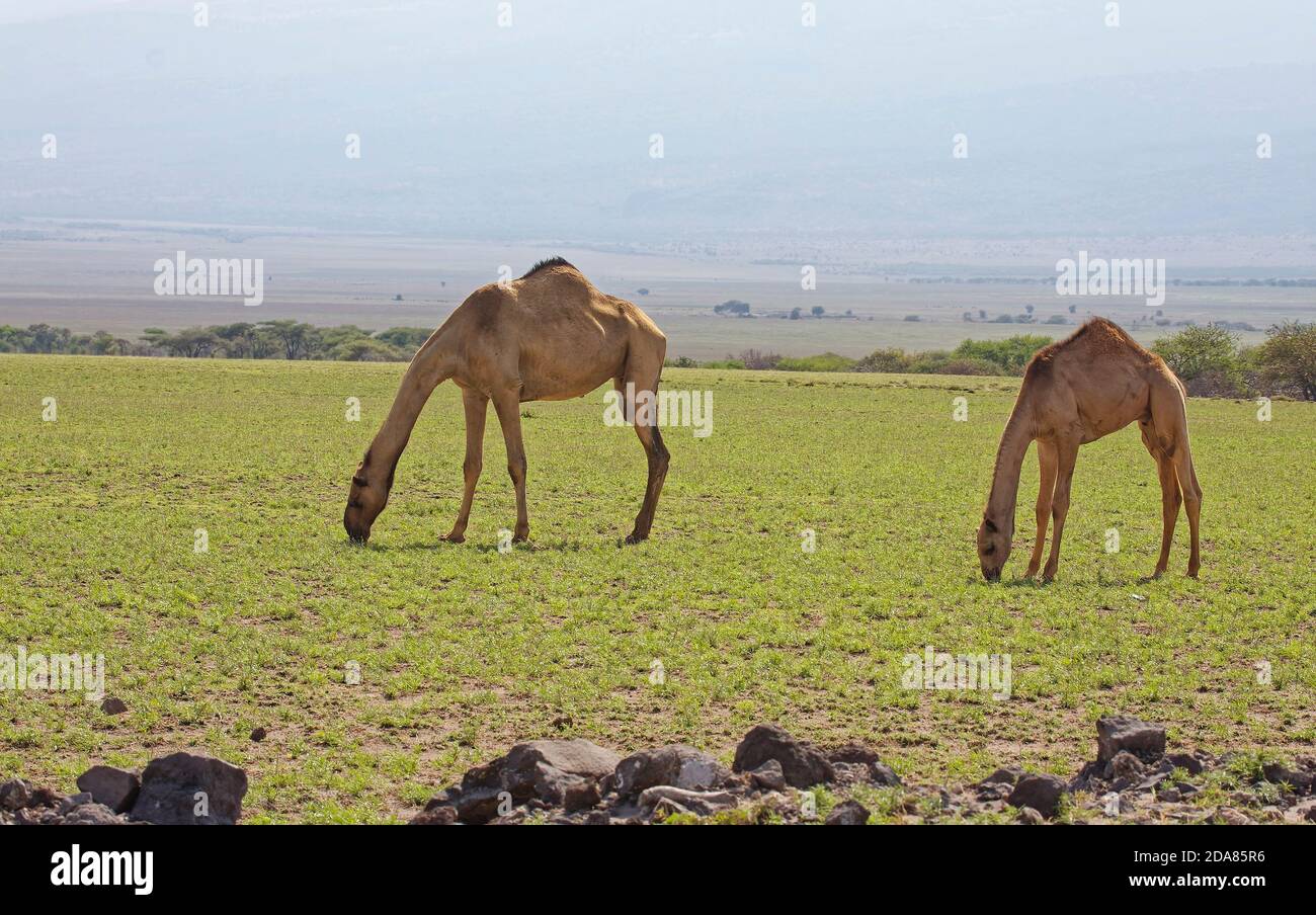 2 camels grazing, grass, mountain behind, rural scene, animals, nature, Tanzania, Africa Stock Photo