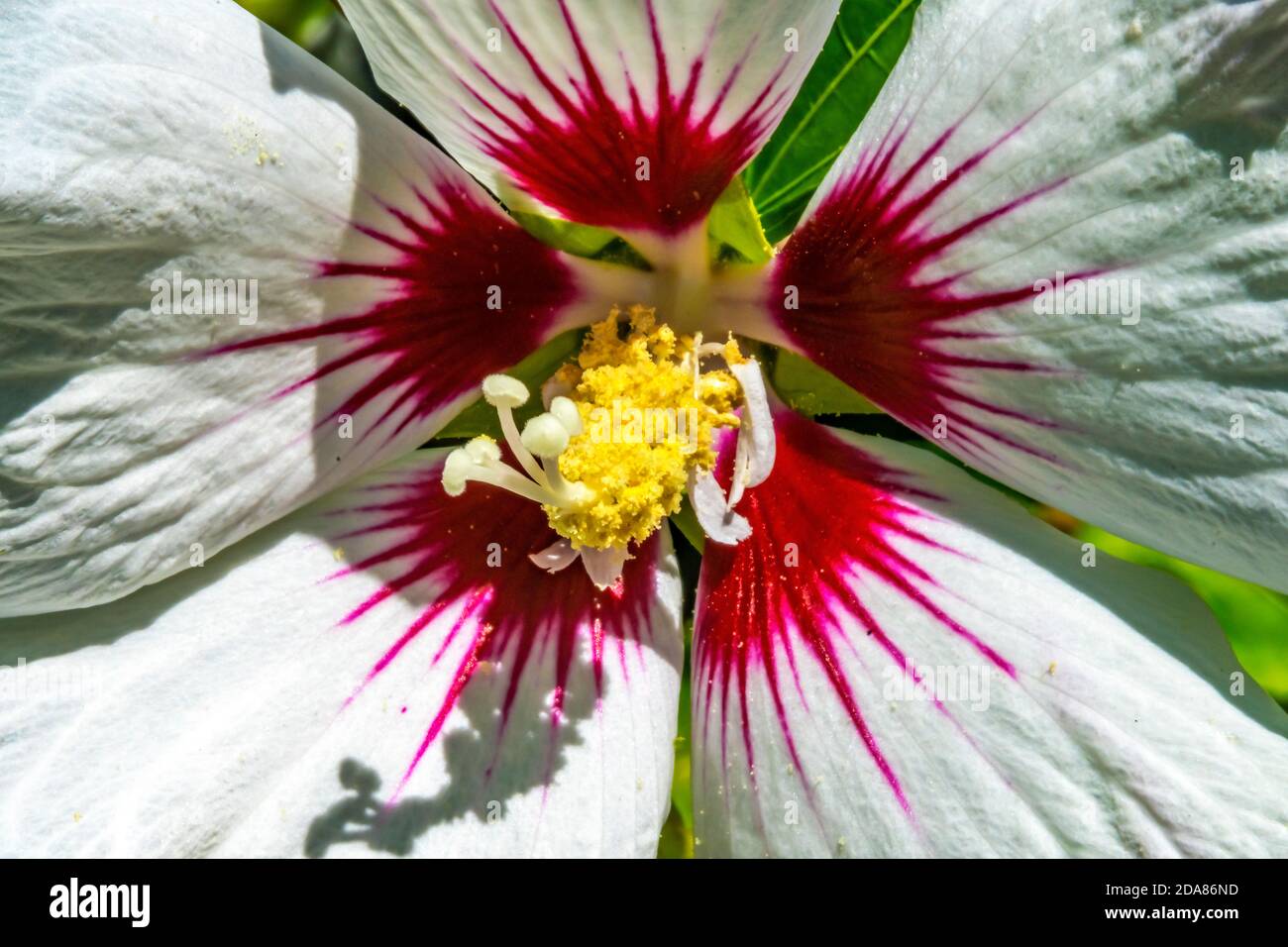 White Red Heart Rose of Sharon. Temperate Zone Bellevue Washington ...