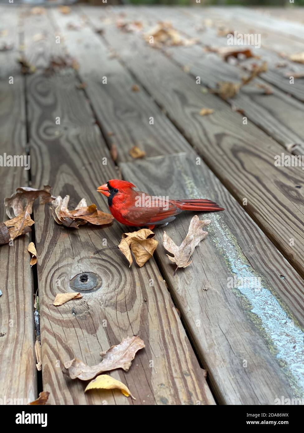 Small and mighty stock photo alamy