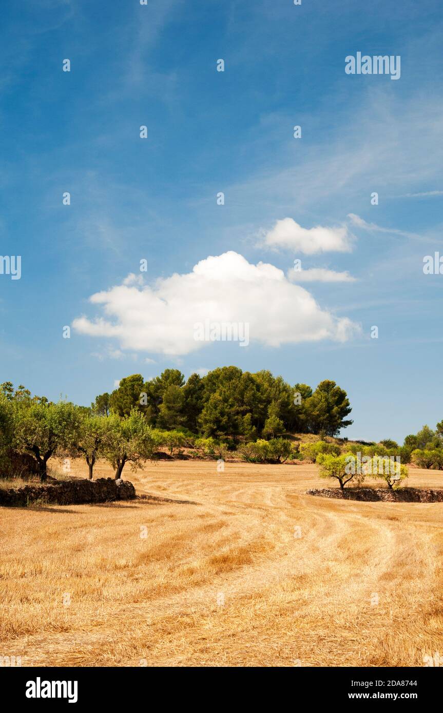 Field and trees, Odena, Barcelona province, Catalonia, Spain Stock Photo
