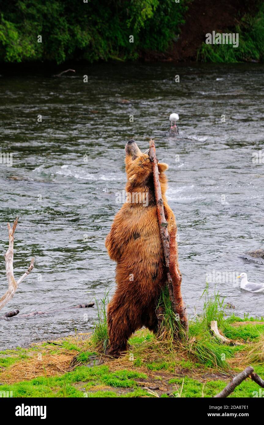 Grizzly bearÃ‚Â (UrsusÃ‚Â arctosÃ‚Â ssp.) scratching back on tree, Katmai National Park, Alaska, USA Stock Photo