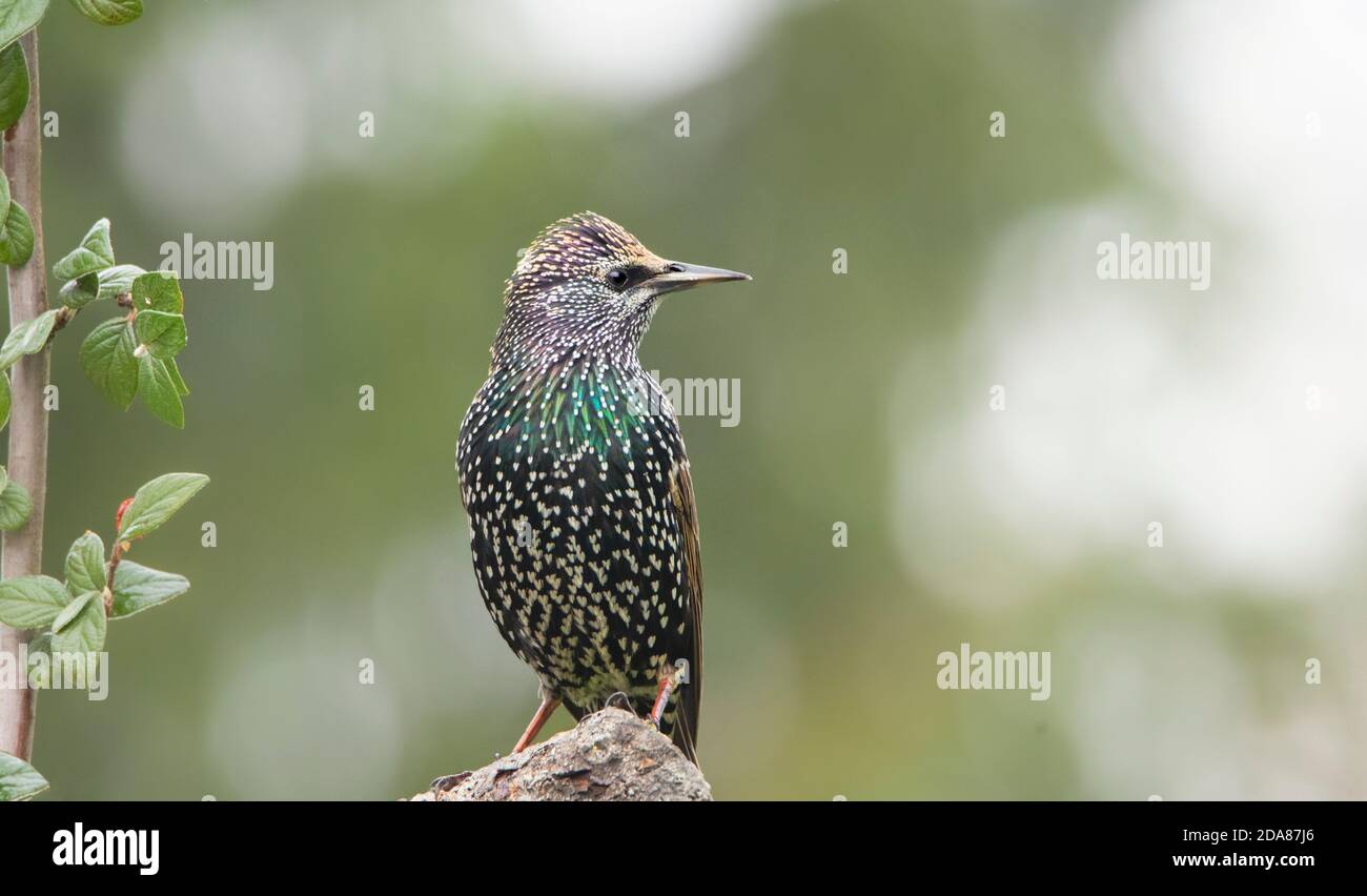 Starling, Sturnus vulgaris, perched on a branch in a UK Garden , Bedfordshire, Autumn 2020 Stock Photo