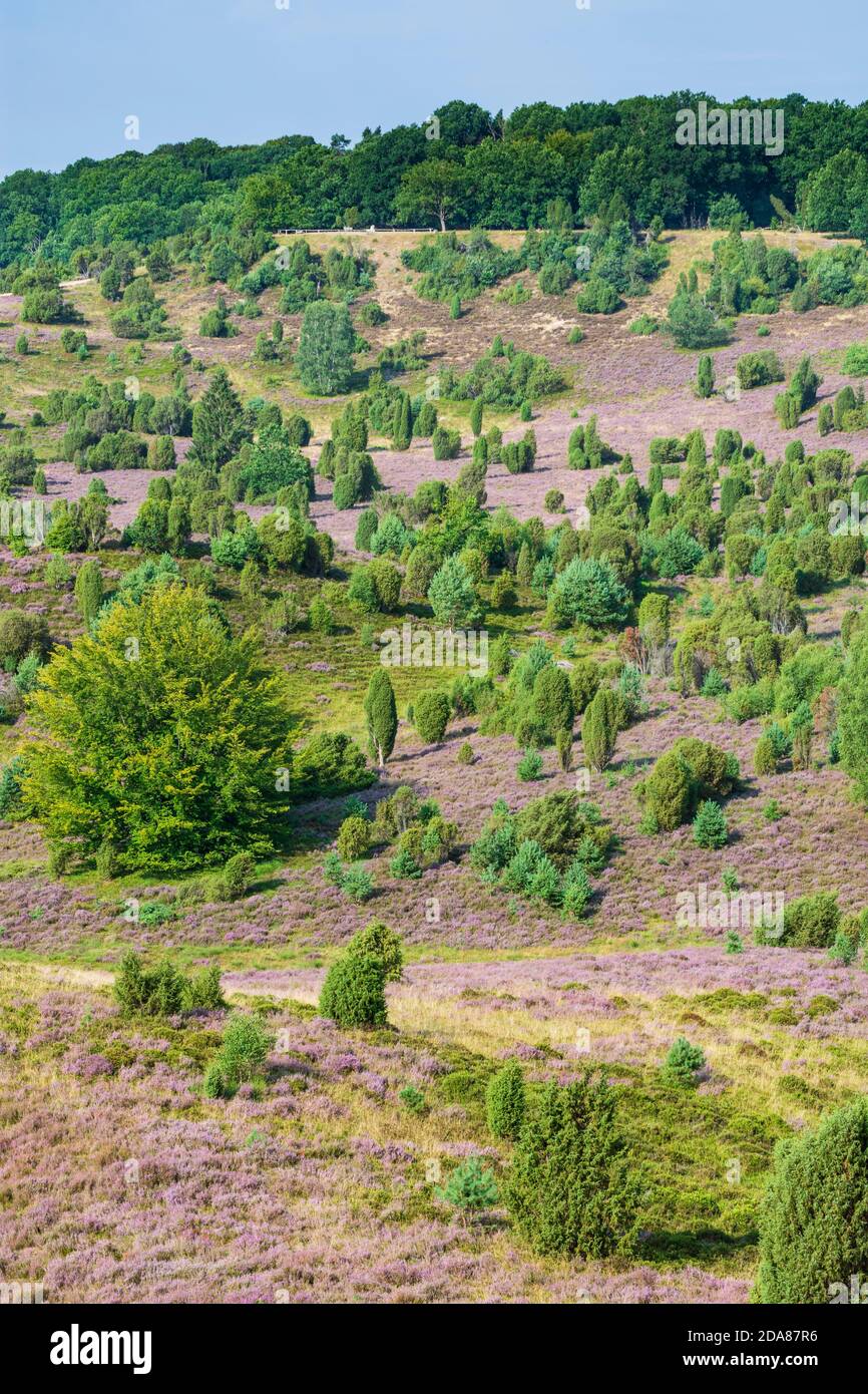 Wilsede: depression Totengrund, sandy heath, flowering common heather (Calluna vulgaris), Common juniper (Juniperus communis), Lüneburger Heide, Lüneb Stock Photo