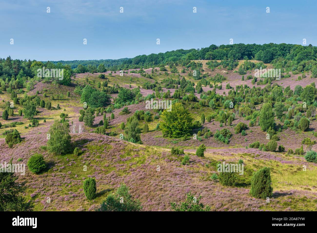Wilsede: depression Totengrund, sandy heath, flowering common heather (Calluna vulgaris), Common juniper (Juniperus communis), Lüneburger Heide, Lüneb Stock Photo