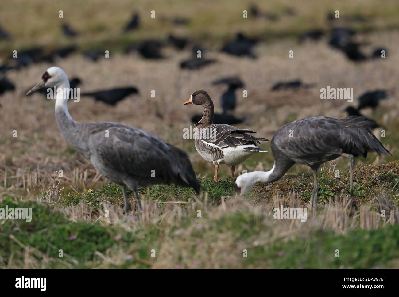Greater White-fronted Goose (Anser albifrons frontalis) adult with Hooded Cranes (Grus monacha)  Arasaki, Kyushu, Japan      March Stock Photo