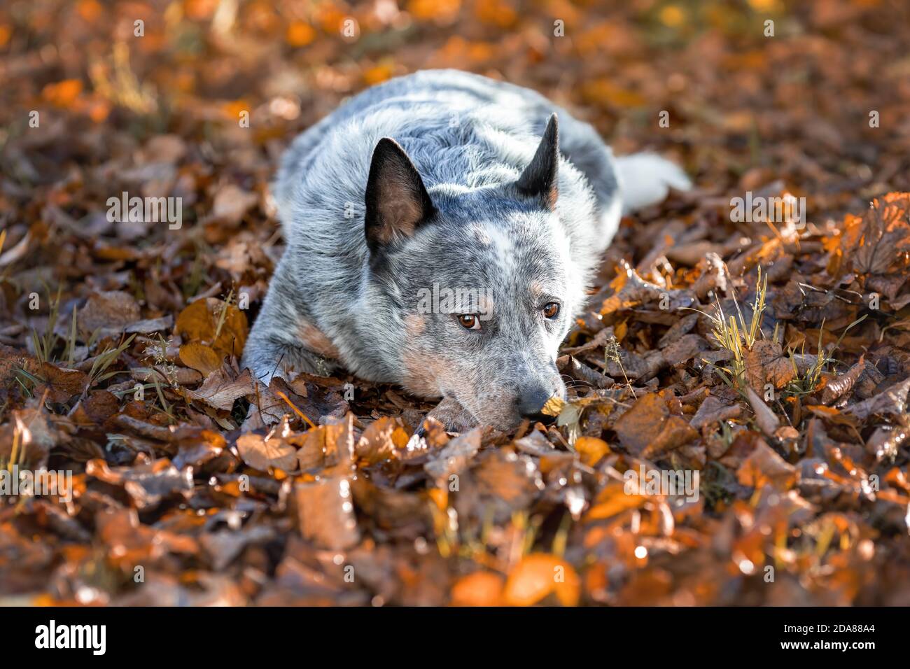 Blue heeler dog among autumn leaves. Portrait of australian cattle dog at nature. Stock Photo