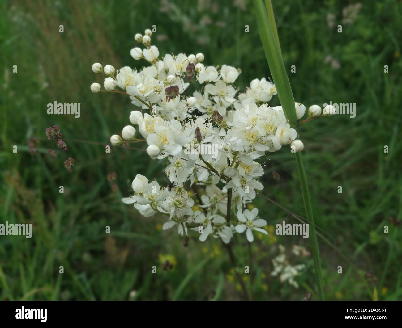 Field tiny white flowers with buds that have not yet opened in the