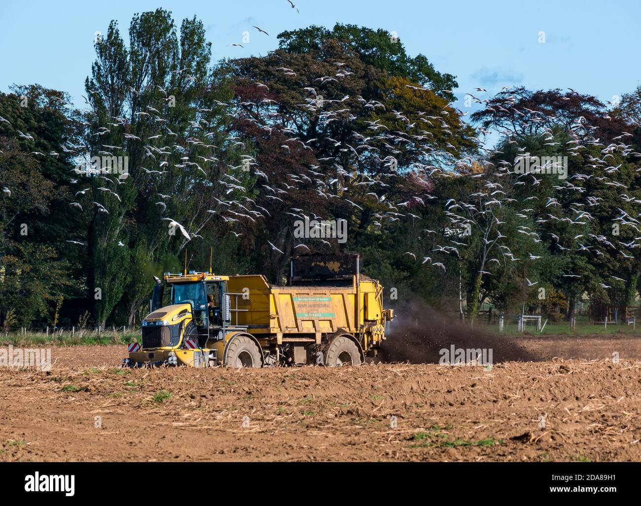 Farm vehicle spreading slurry in field with gulls flying, East Lothian