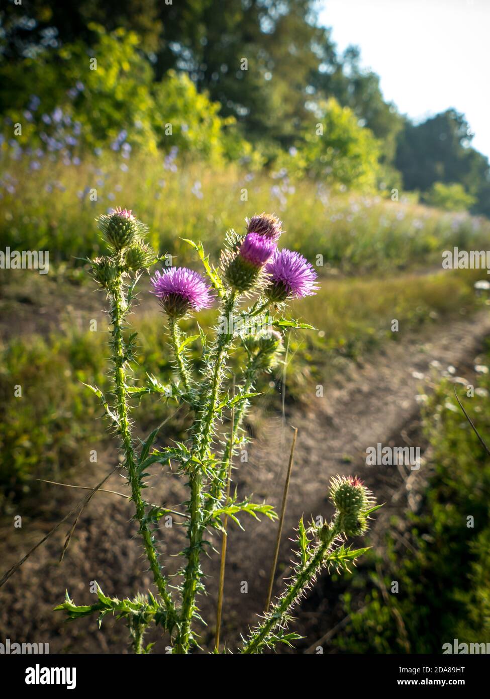 Blooming thistle over the country road along the forest and summer field Stock Photo