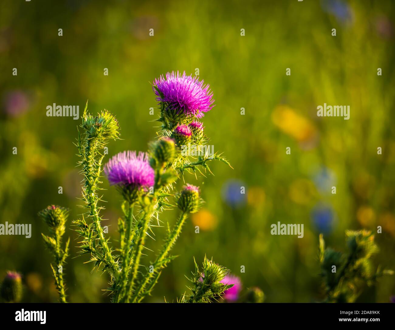 Stem with spines of blooming thistle in a summer field on a clear summer day Stock Photo