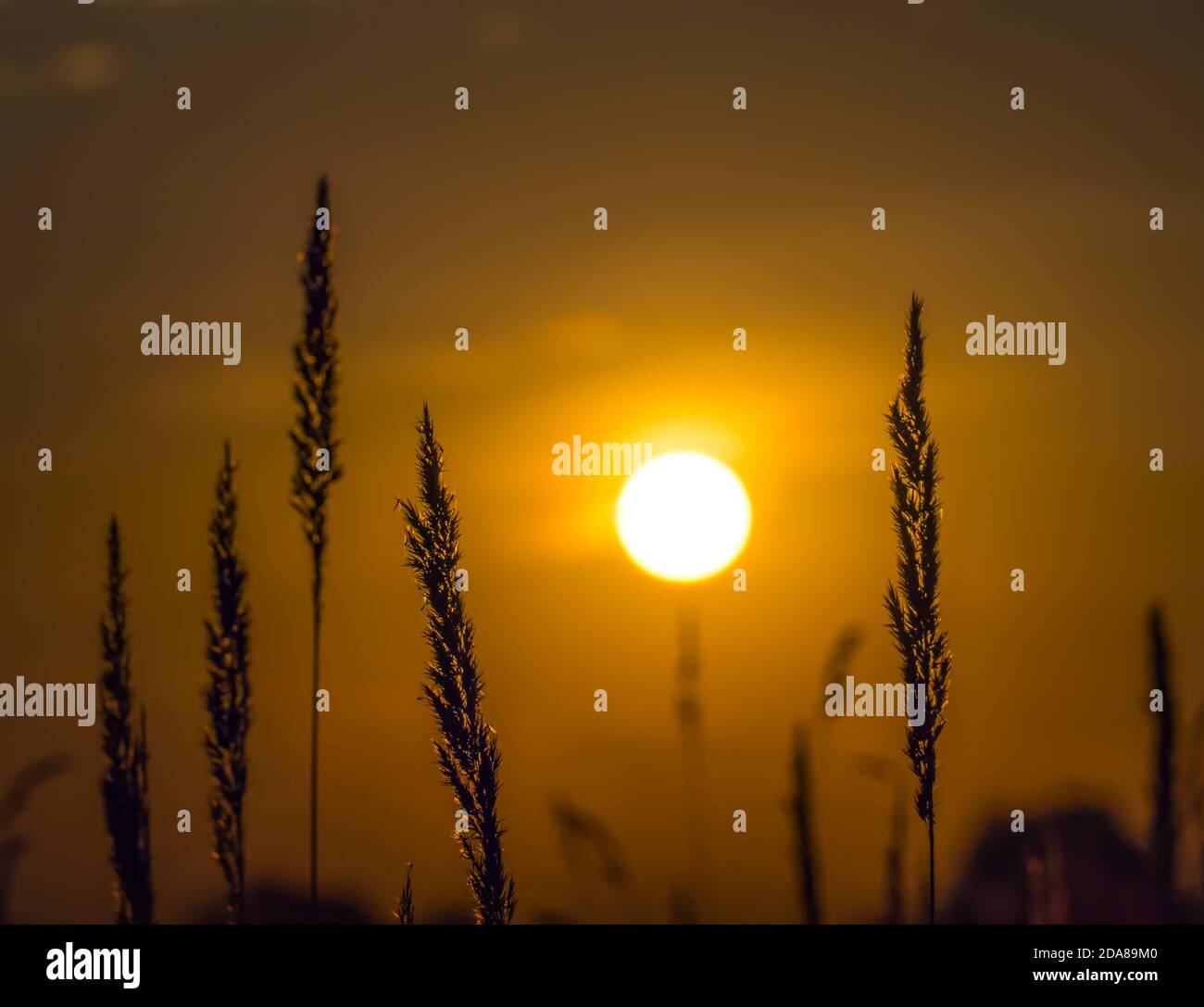 Silhouettes of spikelets of field grasses against the background of the rising sun in the July field Stock Photo