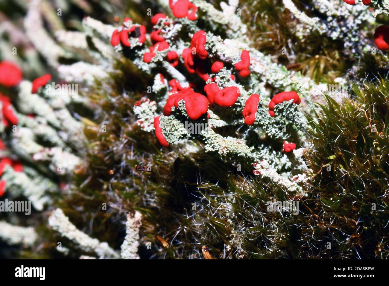 Lichen, 'Cladonia floerkeana',with bright red fruiting bodies  in November, on a rotting tree stump.In woodland ride in Somerset.UK Stock Photo