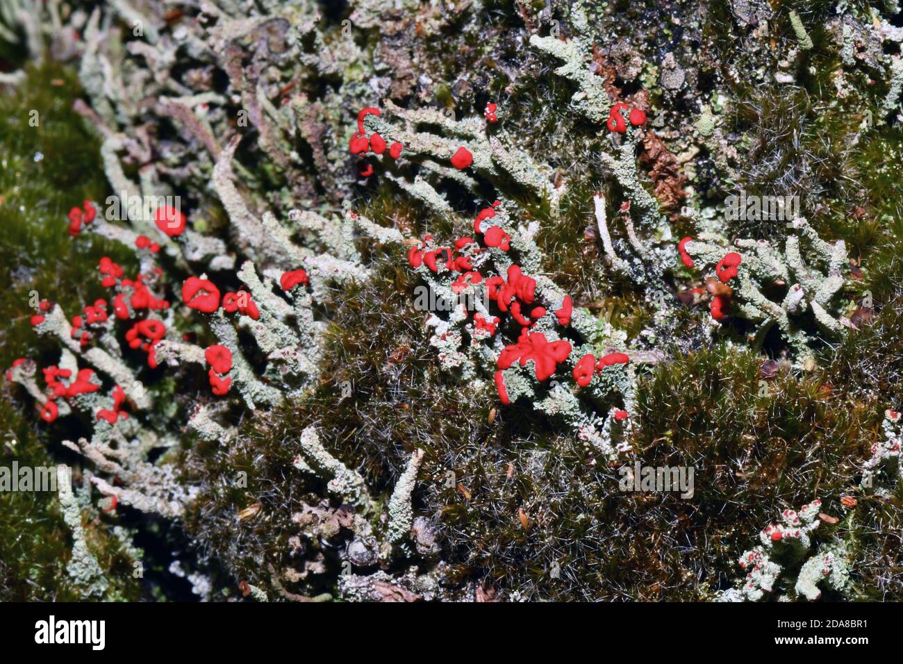 Lichen, 'Cladonia floerkeana'.with bright red fruiting bodies  in November, on a rotting tree stump.In woodland ride in Somerset.U Stock Photo