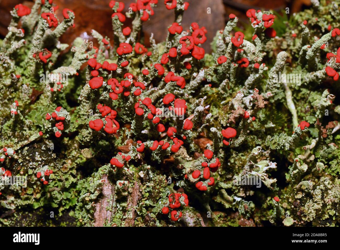 Lichen, 'Cladonia floerkeana'. bright red fruiting in November, on a rotting tree stump.In woodland ride in Somerset.UK Stock Photo