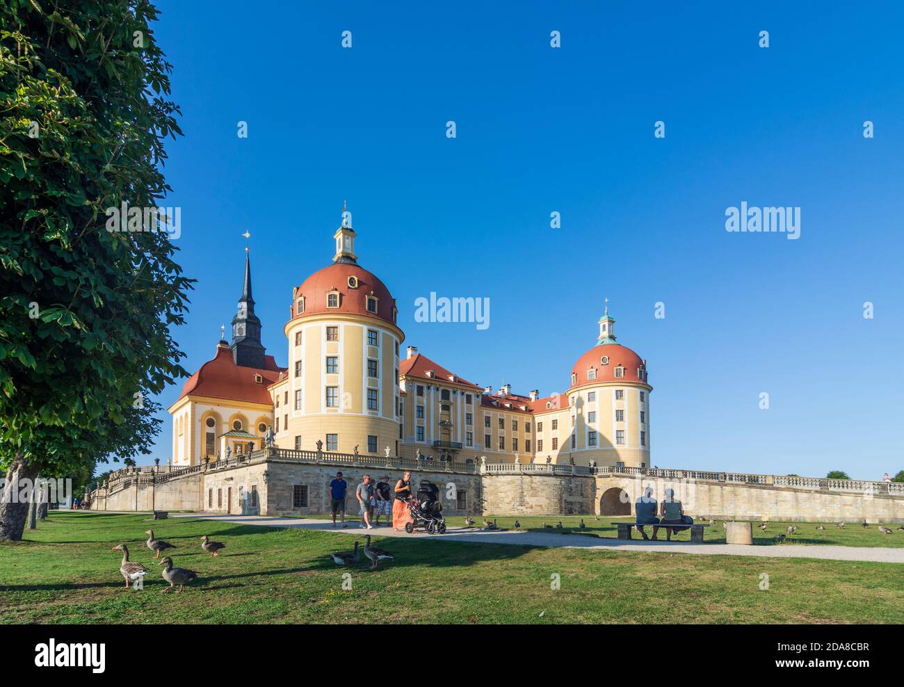 Moritzburg Schloss Moritzburg Castle, greylag goose (Anser anser