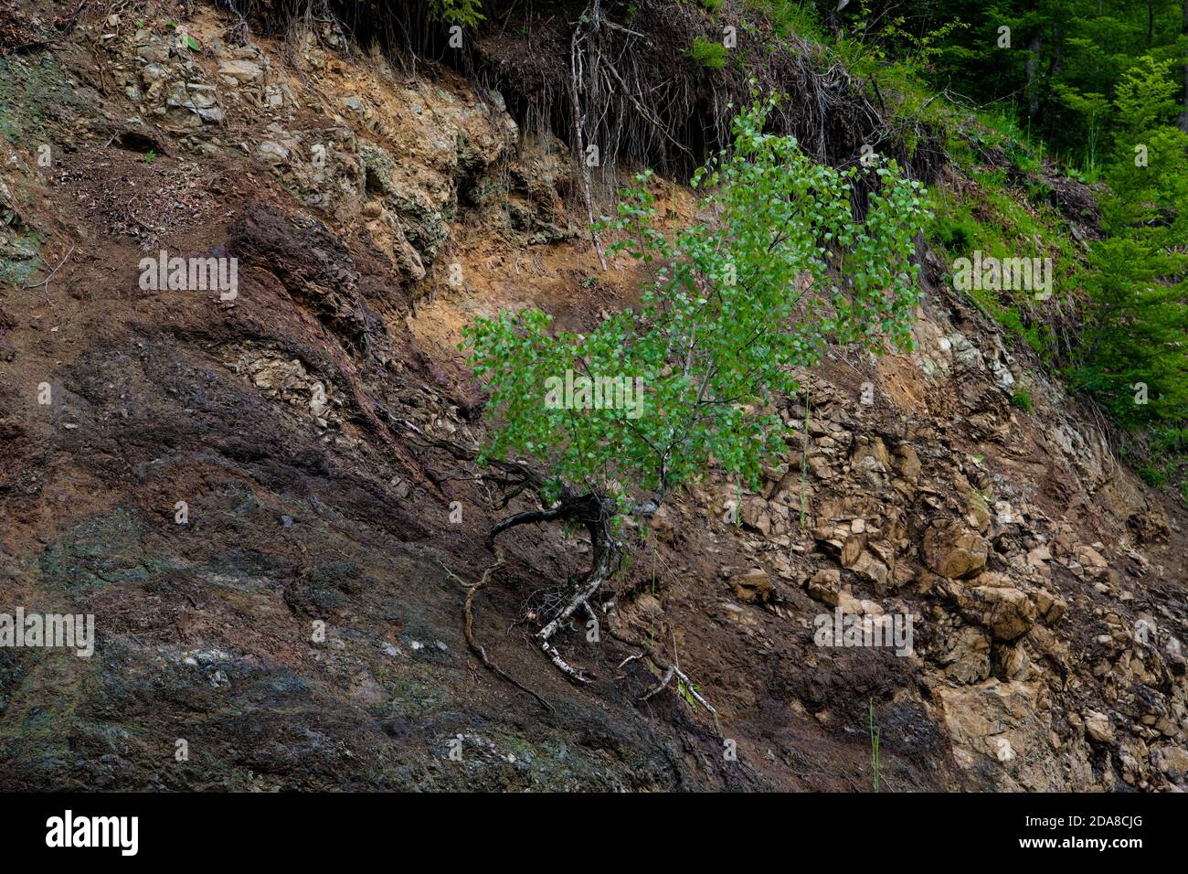 A solitary wild tree with amazing roots, on a steep cliff, beautiful nebari Stock Photo