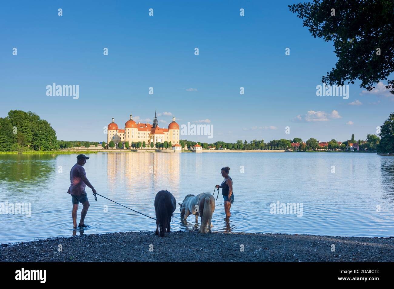 Moritzburg Schloss Moritzburg Castle, equestrian, pony, Moritzburger