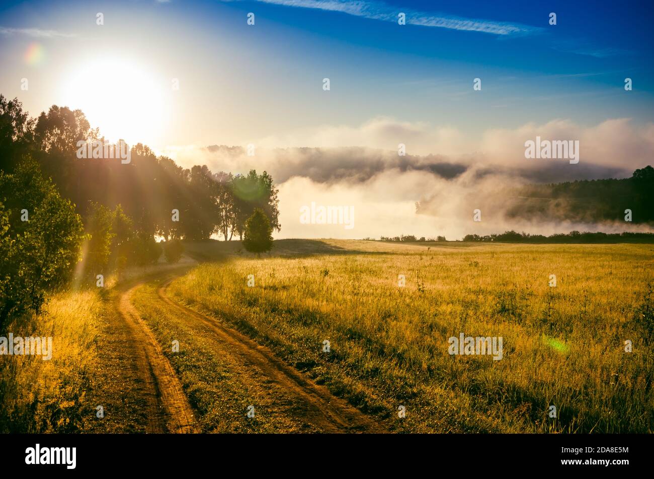 early morning. forest hiding in the fog Stock Photo - Alamy