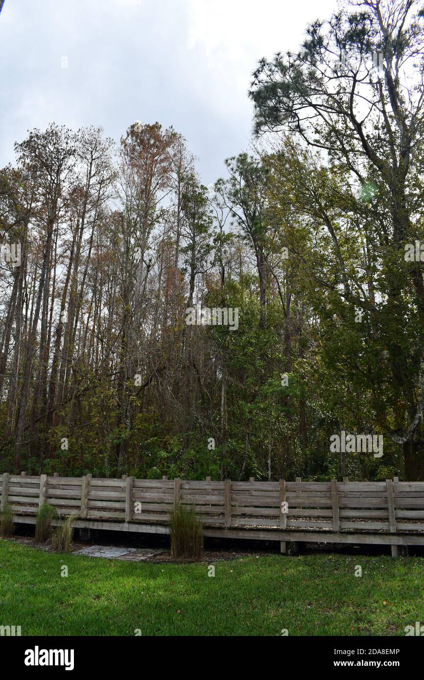 Vertical shot of tall trees and a wooden walkway with fences Stock ...
