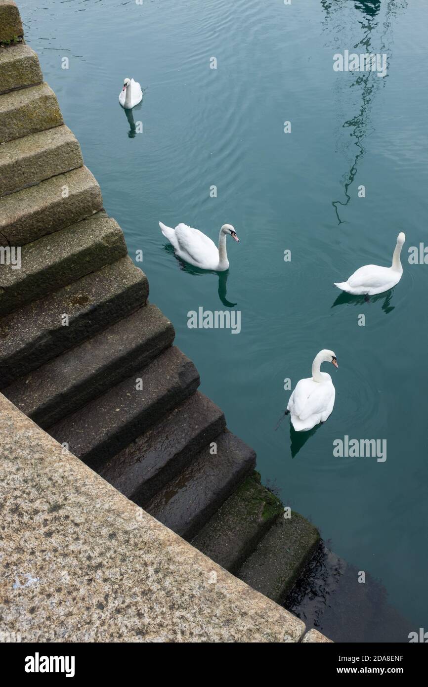 Swans swimming in the water by the circular steps into the waterfront at Sutton Harbour at the Barbican, Plymouth, Devon, England. Stock Photo