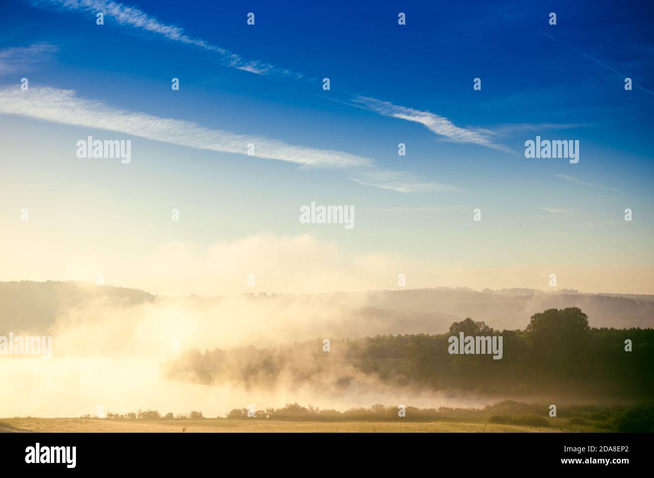 early morning. forest hiding in the fog Stock Photo - Alamy