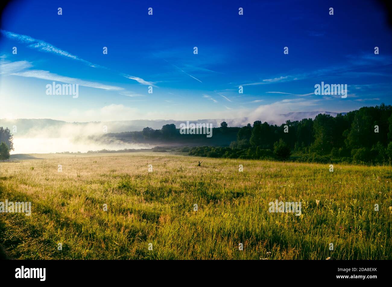 early morning. forest hiding in the fog Stock Photo - Alamy